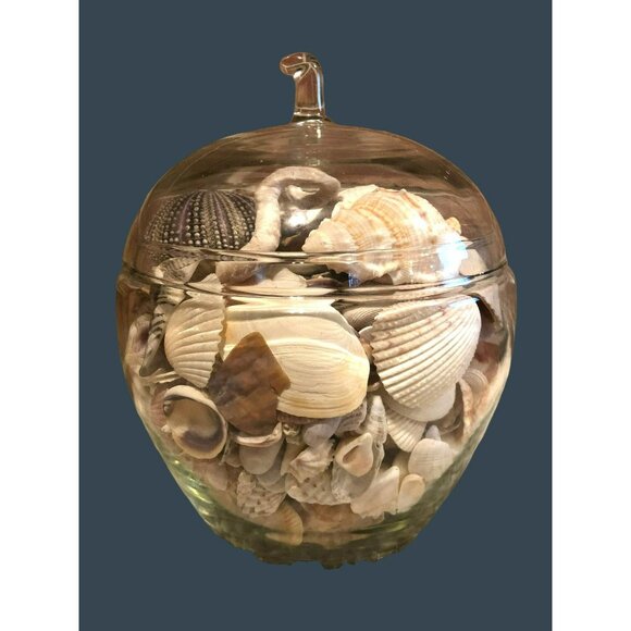 Seashells Hermit Cockill Spiral Porcupine Shells Tube Worm Fossil Coral in clear - Picture 1 of 6